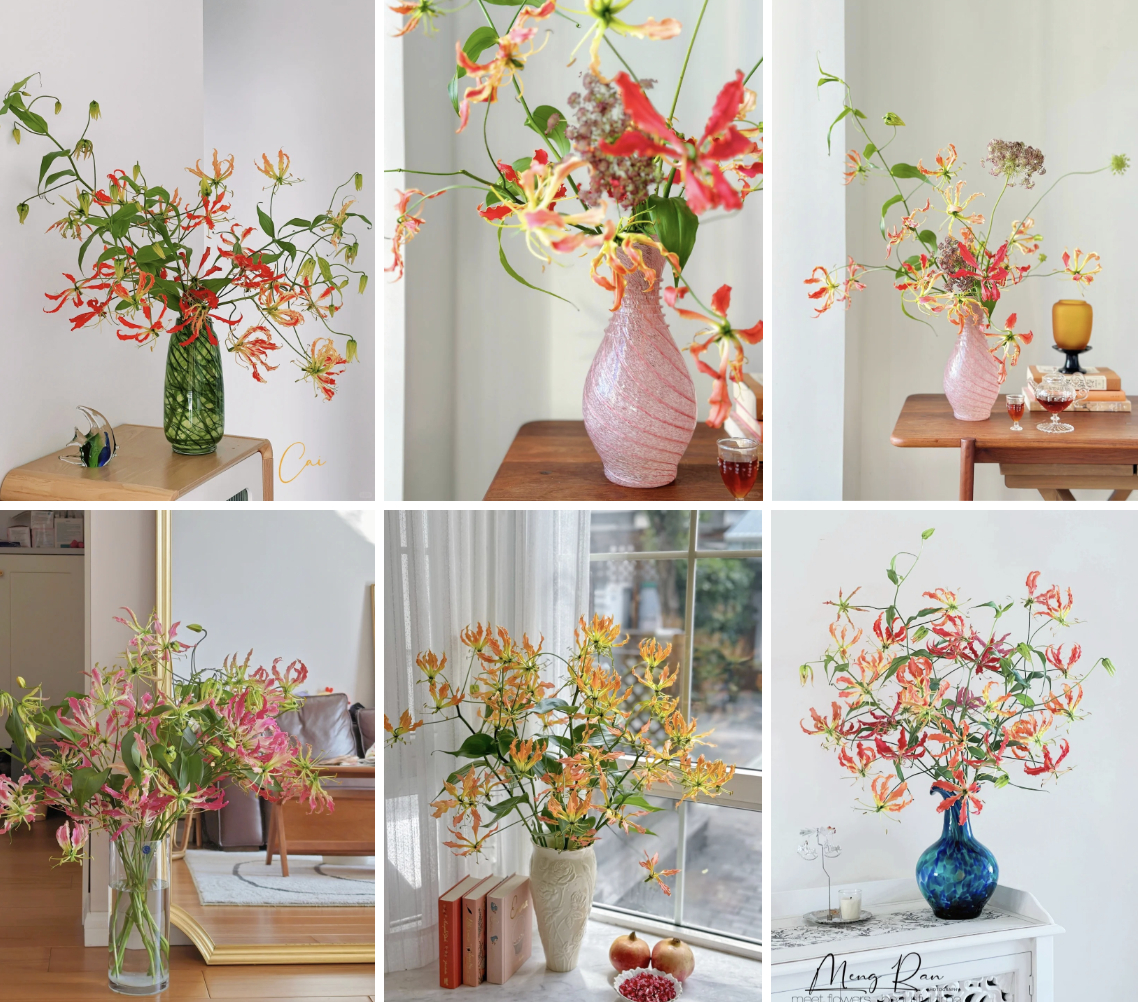 Hoa ngót nghẻo đẹp mê như bó lửa đỏ nhưng cực độc: Mẹ nào mê cắm Tết nhớ đọc kỹ trước khi mua