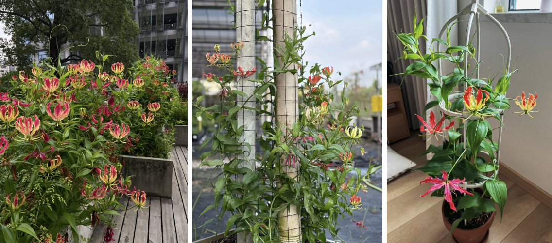 Hoa ngót nghẻo đẹp mê như bó lửa đỏ nhưng cực độc: Mẹ nào mê cắm Tết nhớ đọc kỹ trước khi mua