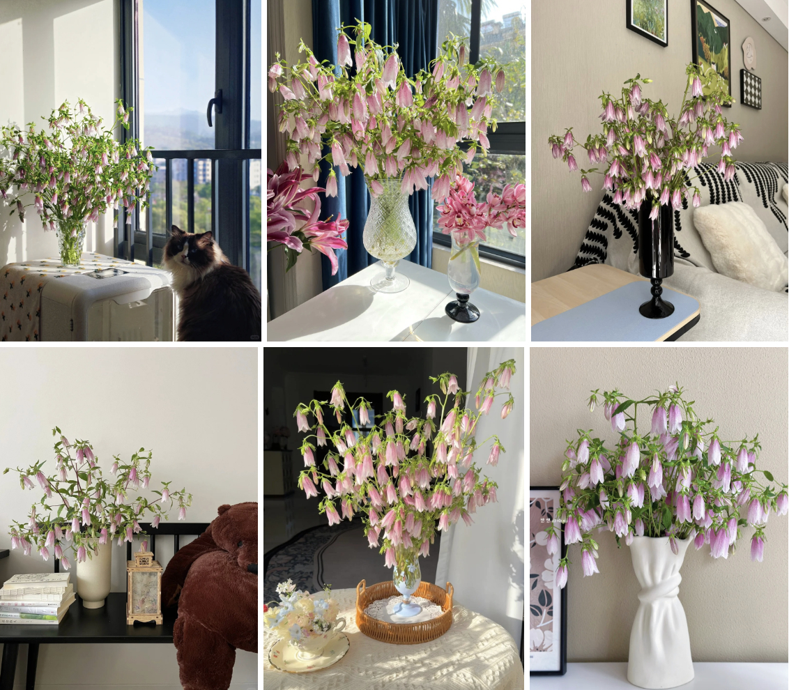 Tím lịm những chiếc “chuông gió” bé xíu: Loài hoa nhìn là muốn bưng cả bình về nhà chơi Tết