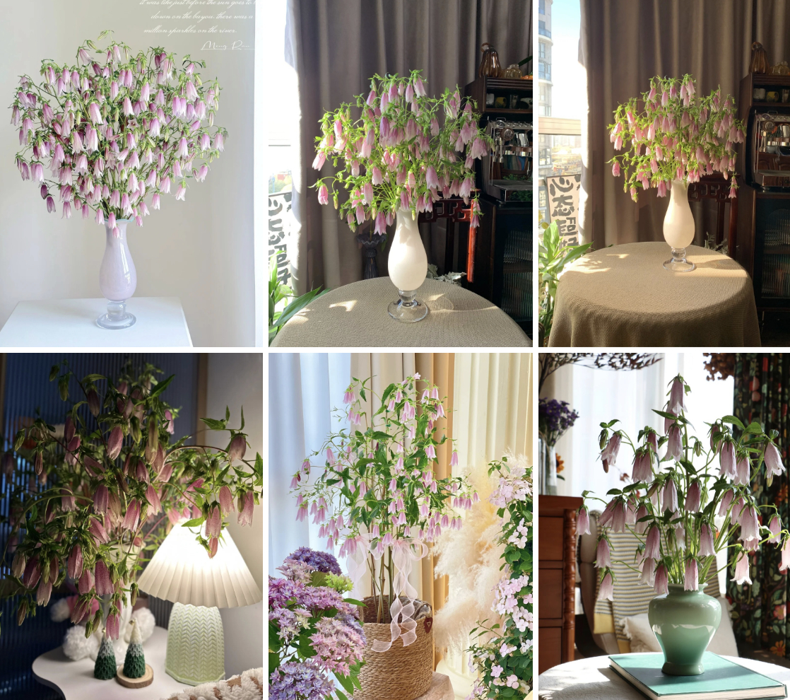 Tím lịm những chiếc “chuông gió” bé xíu: Loài hoa nhìn là muốn bưng cả bình về nhà chơi Tết