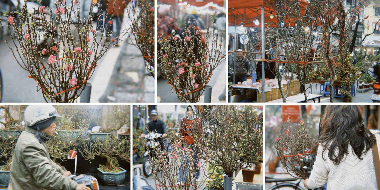 Chợ hoa cổ nhất Hà Nội ngày 23 tháng Chạp: Quất chum, quất mini 