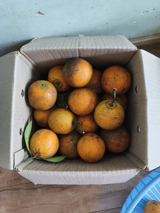 634084743_4368894540101620_2475908394778278649_n