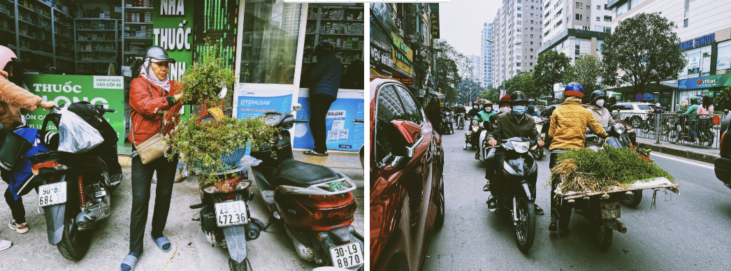 Không phải mai đào rực rỡ, đây mới là mùi hương 