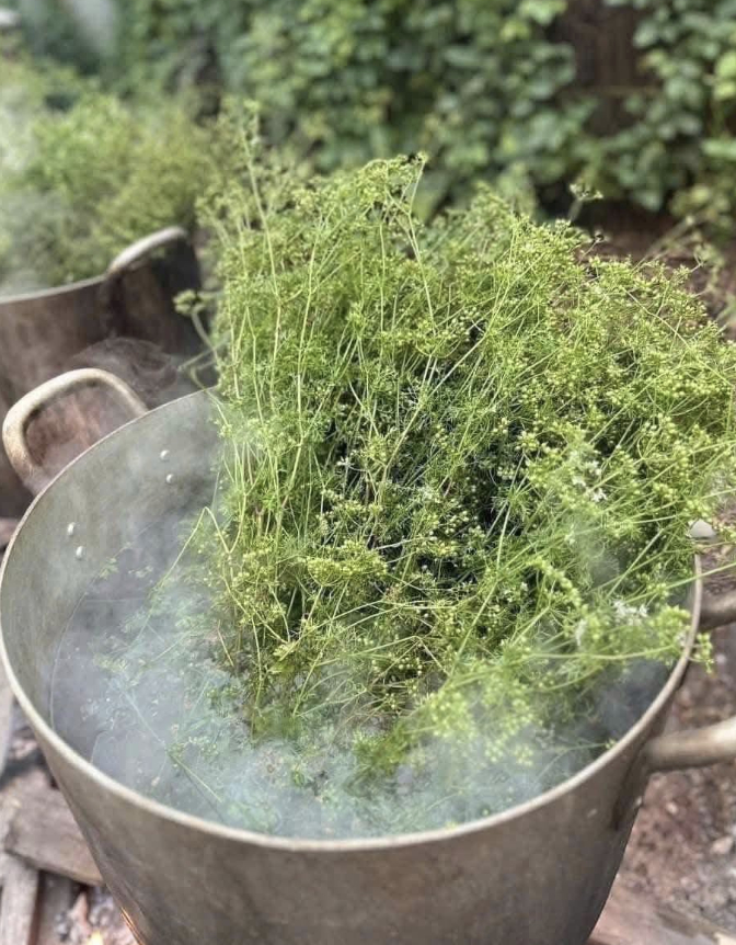 Không phải mai đào rực rỡ, đây mới là mùi hương 