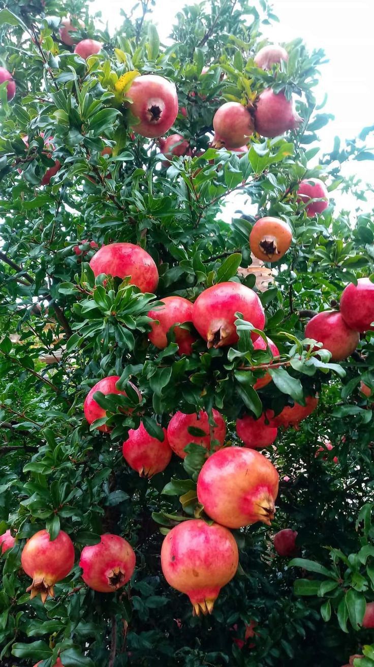 Trắc nghiệm tuần mới: Chọn 1 loại quả bạn thích nhất để nhận thông điệp may mắn từ vũ trụ