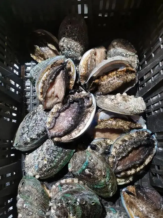 Anh trai chị này làm nghề kinh doanh hải sản, vừa nhập về một lô bào ngư cỡ nhỏ. Nảy ra ý tưởng, chị quyết định làm một điều khác biệt.