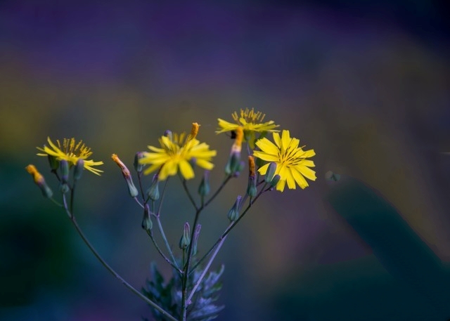 Rất nhiều người đang đi tảo mộ Thanh Minh sai cách: Đốt nhiều nén nhang, mâm cao cỗ đầy cũng không bằng thầm nói 4 câu này trước mộ phần