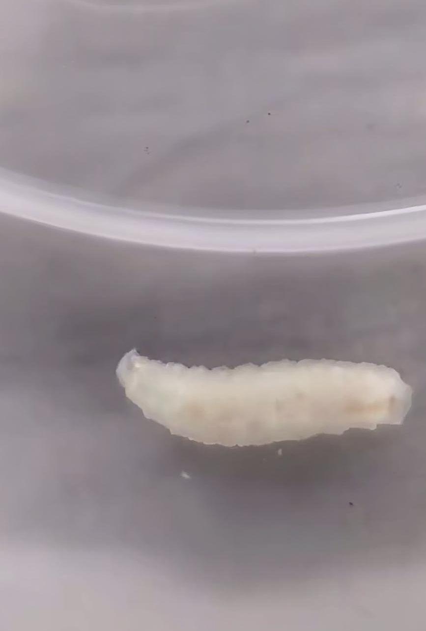 Ấu trùng giun bị phát hiện trong tôm của học sinh