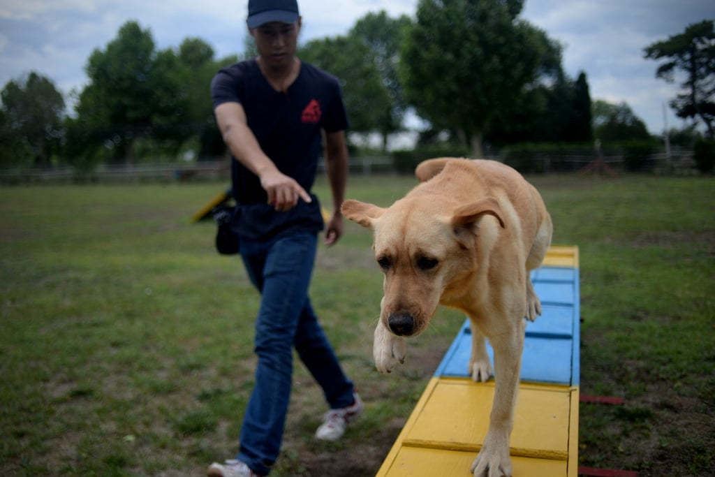 Cô gái chi hơn 40 triệu đồng mỗi tháng cho cún cưng đi mẫu giáo có xe đưa rước tận nhà