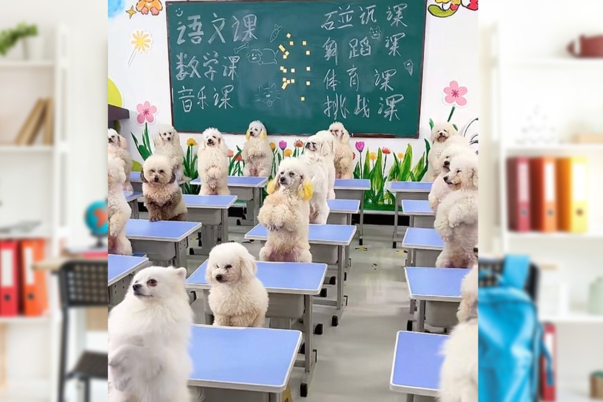 Cô gái chi hơn 40 triệu đồng mỗi tháng cho cún cưng đi mẫu giáo có xe đưa rước tận nhà