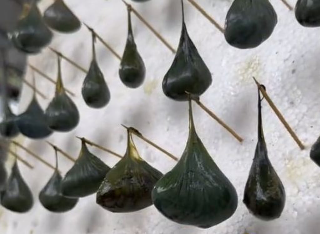 Cử nhân đại học bỏ phố về quê nuôi 60 nghìn con rắn độc, thu lãi sương sương hơn 3,8 tỷ đồng mỗi năm