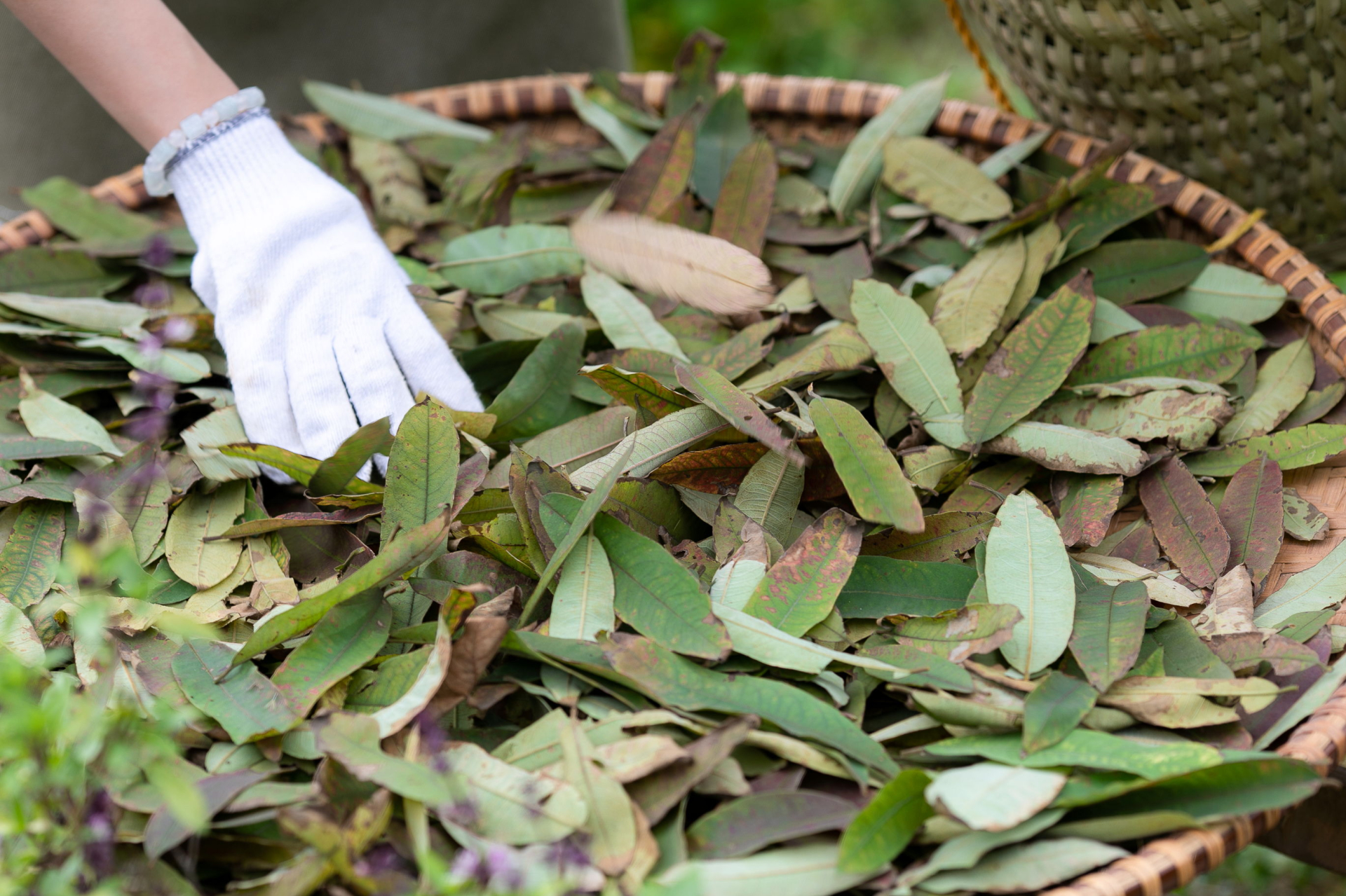   Lá cây thành ngạnh thu hoạch xung quanh khu vực núi Vua Bà  