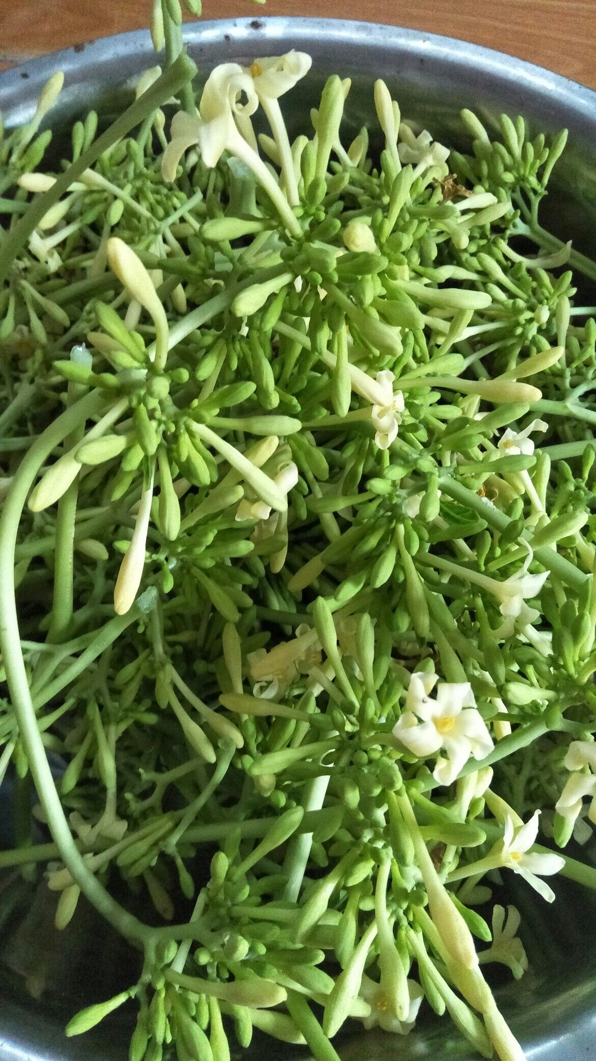 Hoa đu đủ đực là một vị thuốc quý cho đường hô hấp.