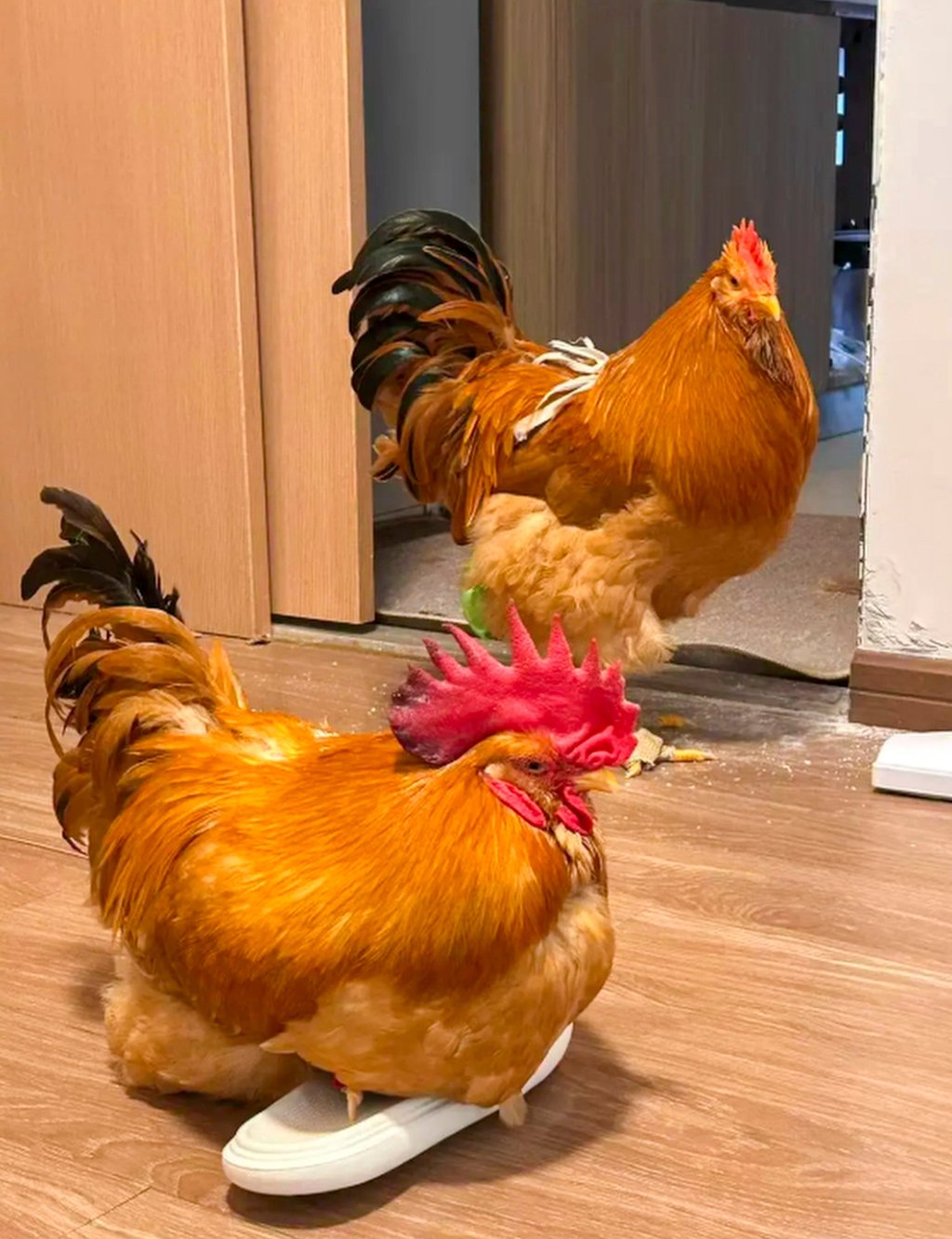 Cô gái nuôi gà làm thú cưng, mặc quần áo, đẩy xe nôi đi dạo, chi phí chỉ 100 nghìn/tháng khiến hội mèo cưng 