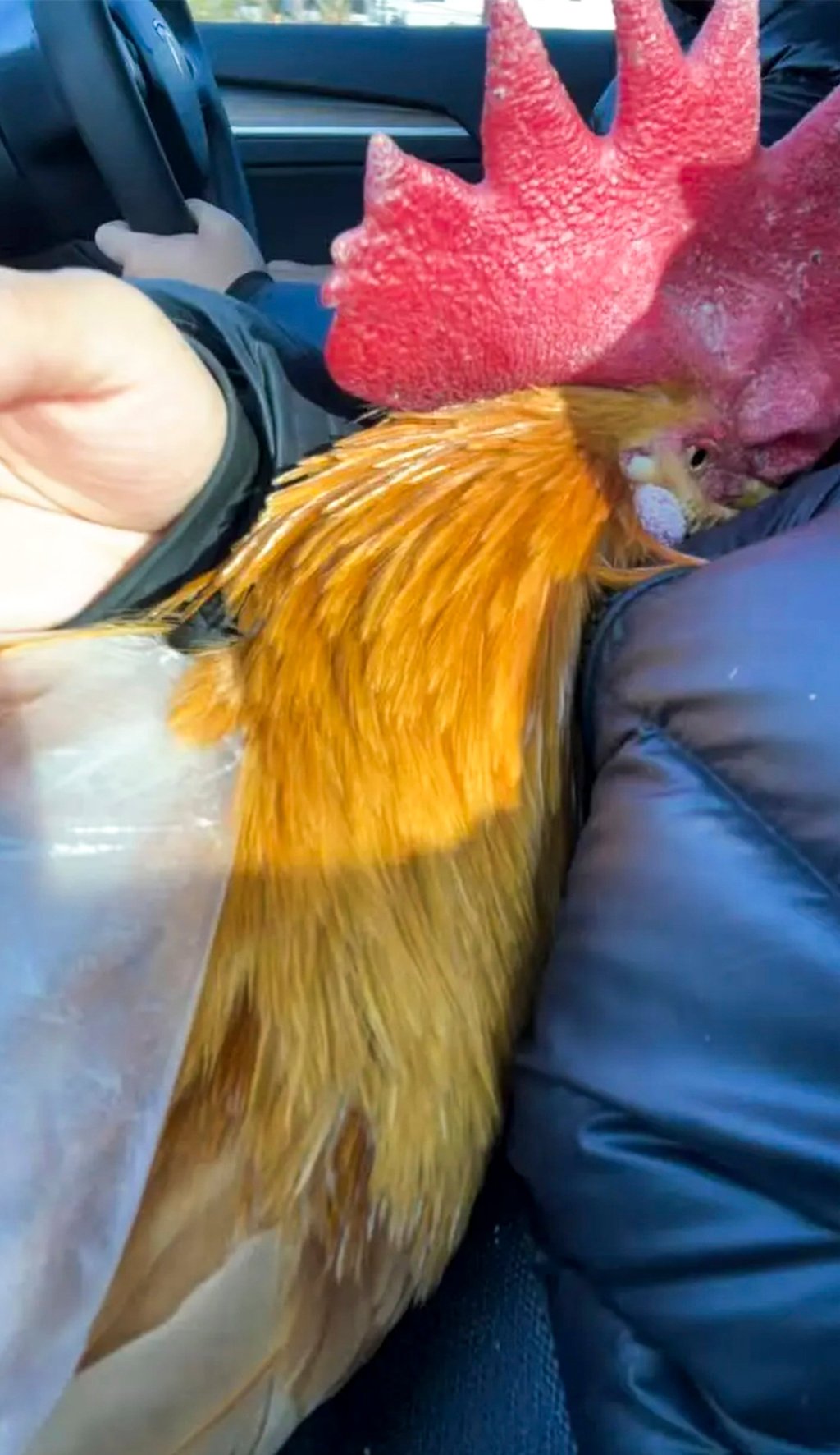 Cô gái nuôi gà làm thú cưng, mặc quần áo, đẩy xe nôi đi dạo, chi phí chỉ 100 nghìn/tháng khiến hội mèo cưng 