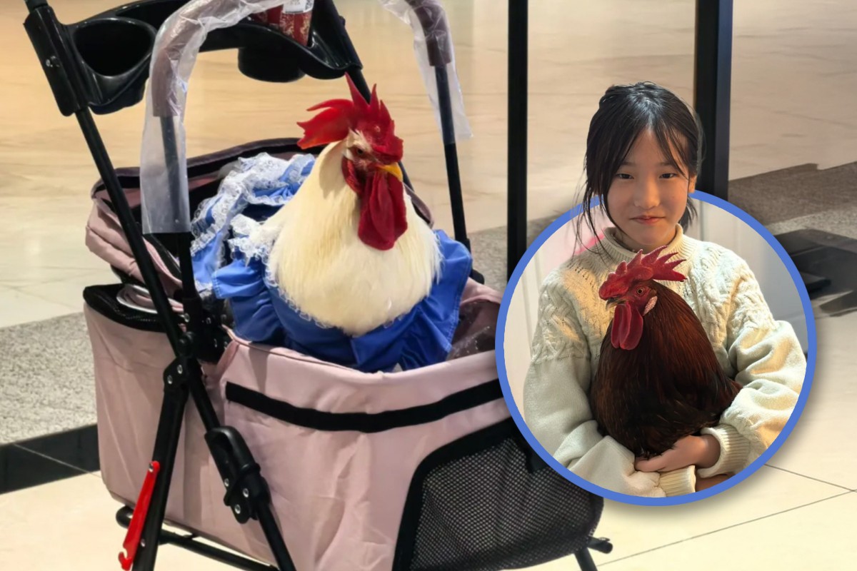 Cô gái nuôi gà làm thú cưng, mặc quần áo, đẩy xe nôi đi dạo, chi phí chỉ 100 nghìn/tháng khiến hội mèo cưng 