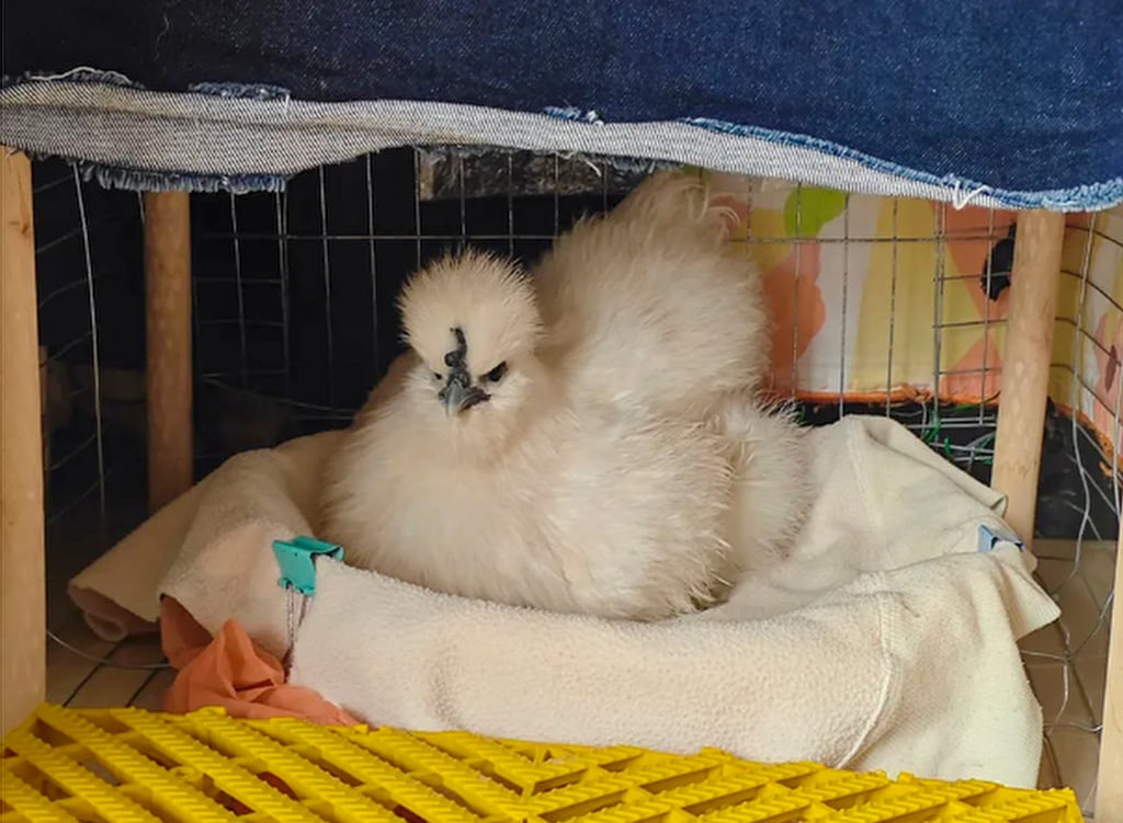 Cô gái nuôi gà làm thú cưng, mặc quần áo, đẩy xe nôi đi dạo, chi phí chỉ 100 nghìn/tháng khiến hội mèo cưng 