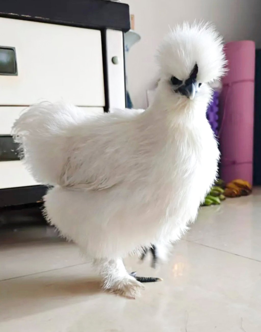 Cô gái nuôi gà làm thú cưng, mặc quần áo, đẩy xe nôi đi dạo, chi phí chỉ 100 nghìn/tháng khiến hội mèo cưng 