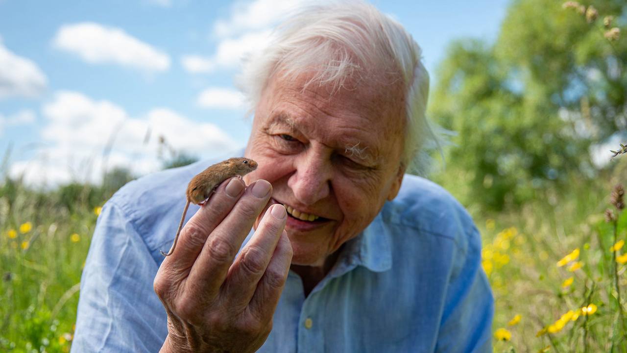 100 năm Sir David Attenborough - giọng nói mà Trái Đất đã tin cậy suốt bảy thập kỷ 