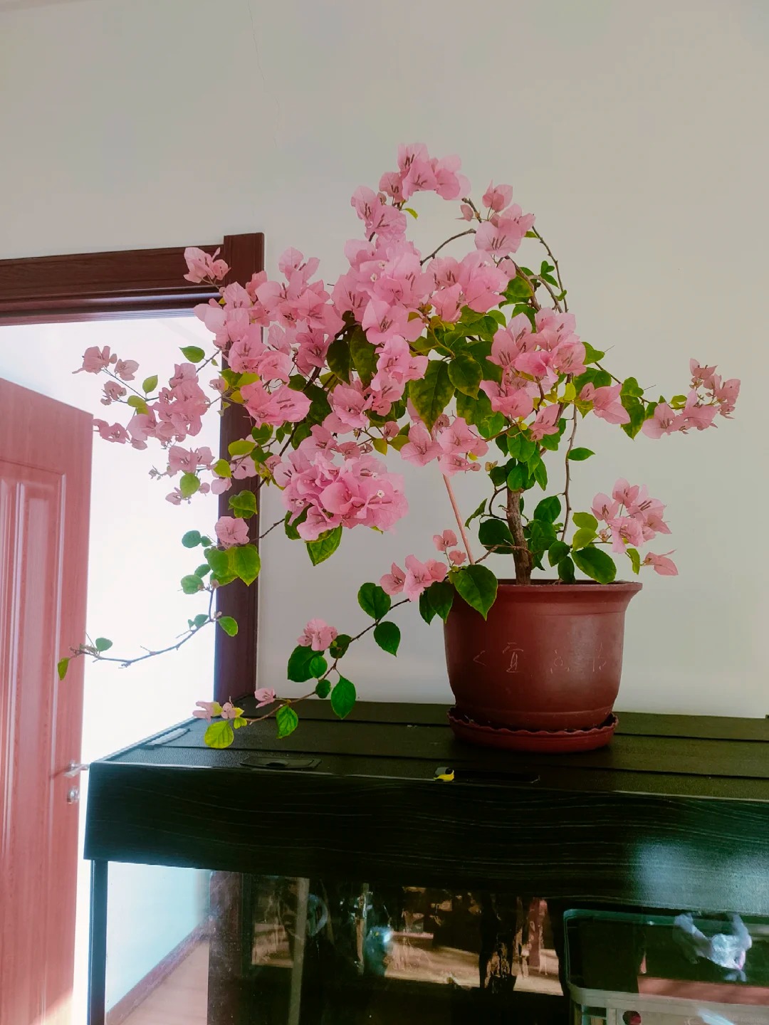 Lời khuyên cho người muốn trồng hoa giấy bonsai trong nhà