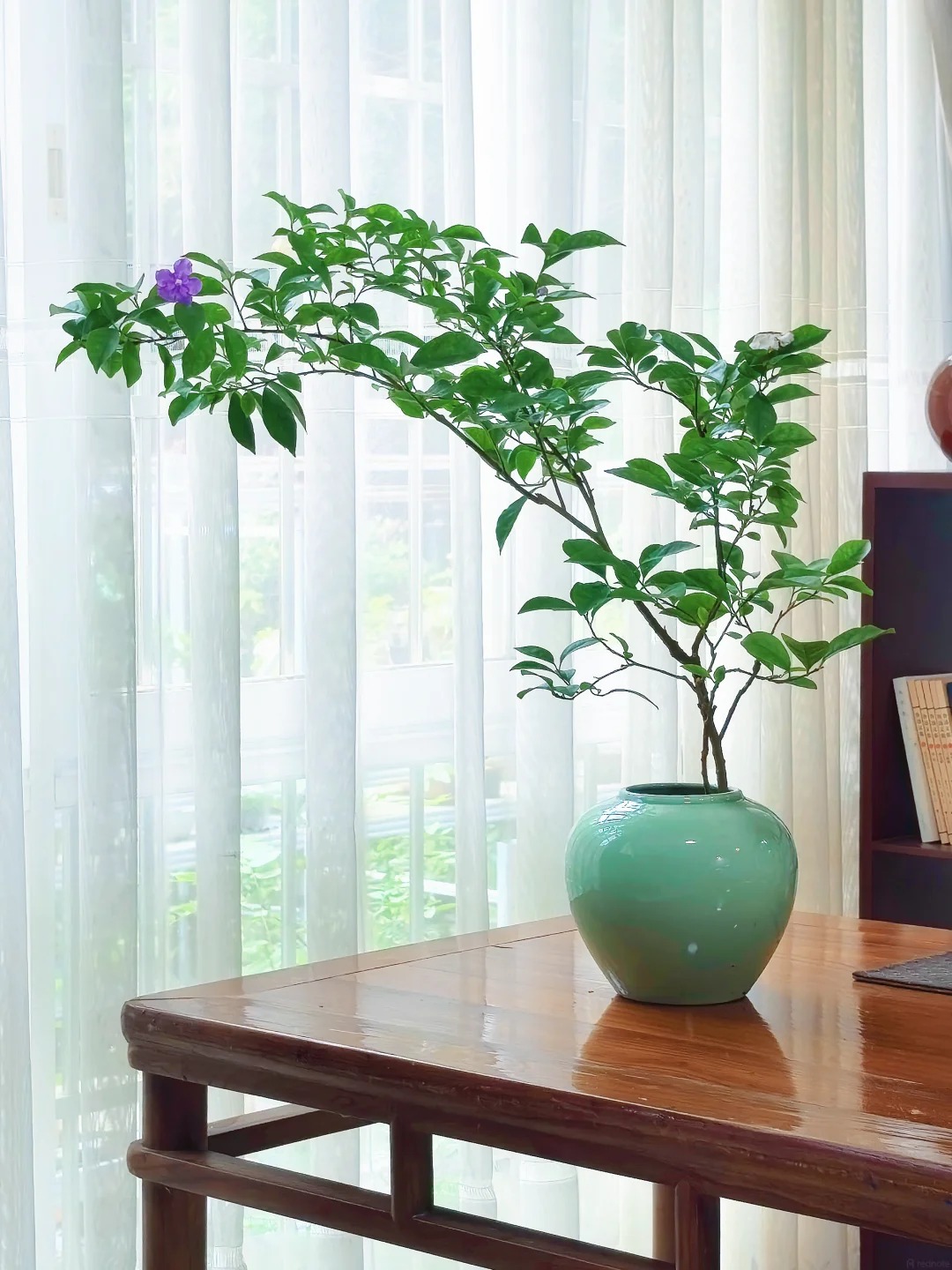 Lời khuyên cho người muốn trồng hoa giấy bonsai trong nhà