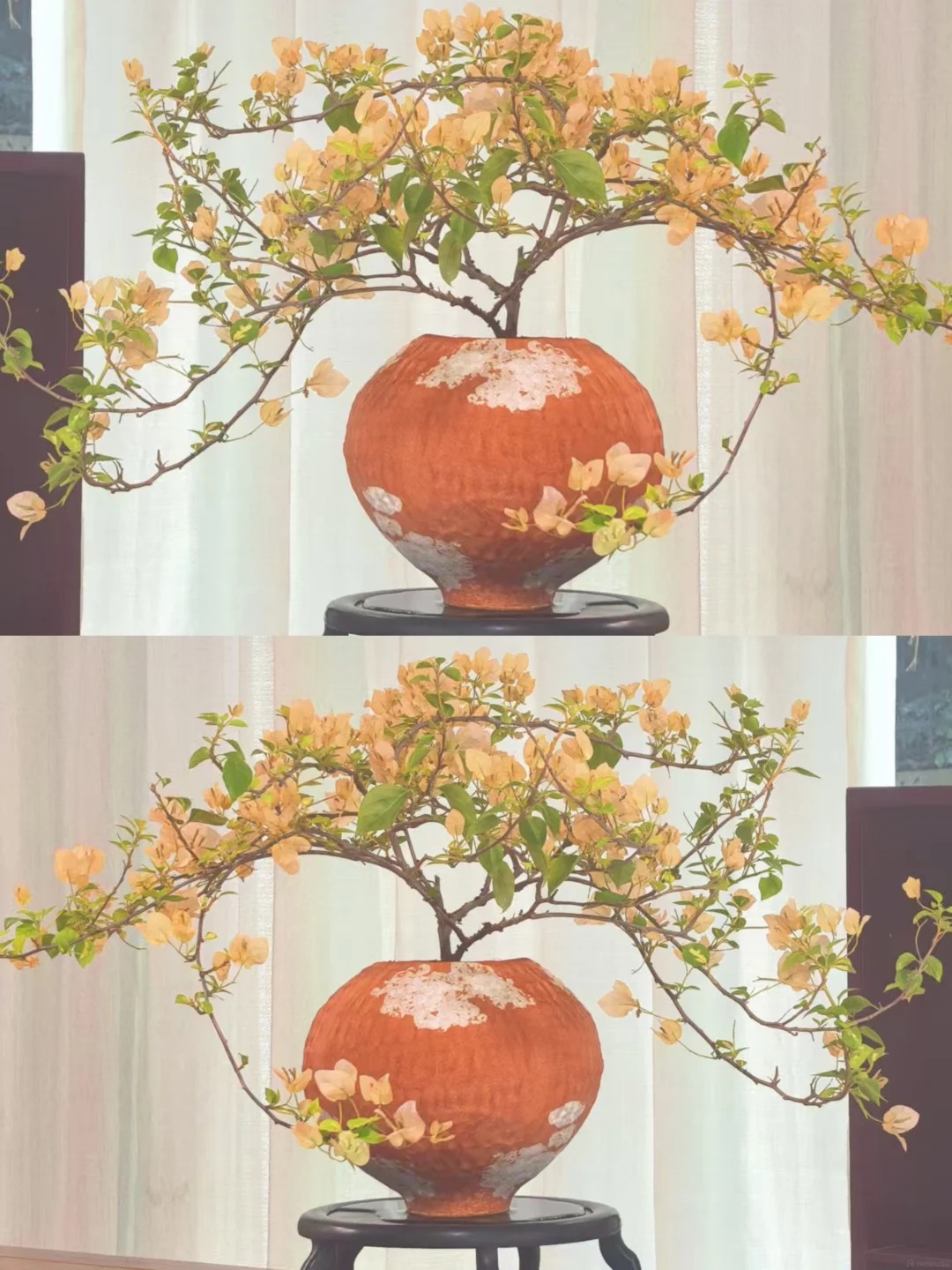 Lời khuyên cho người muốn trồng hoa giấy bonsai trong nhà