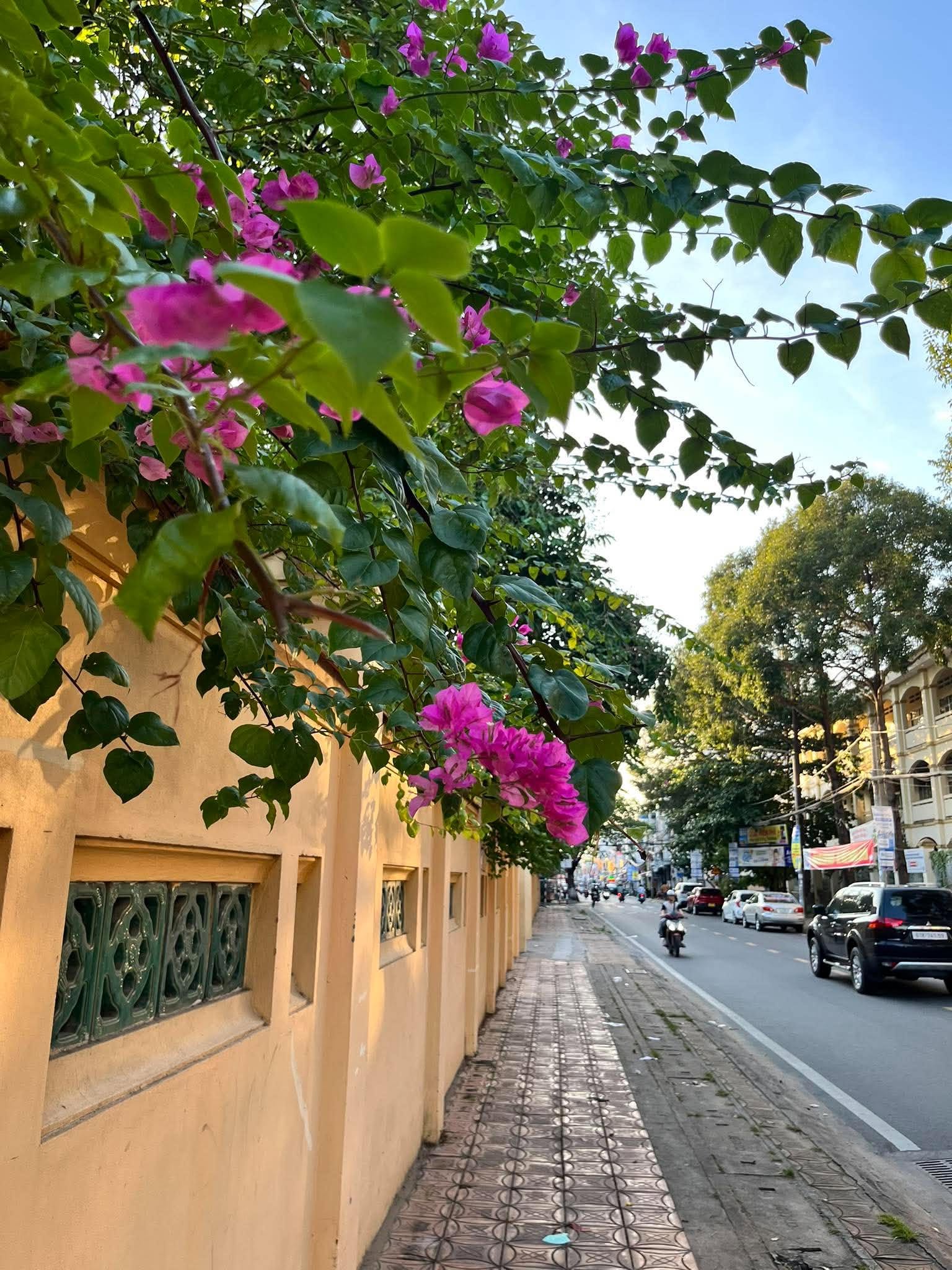 Sở hữu vị trí vô cùng đặc biệt với 4 mặt tiền bao quanh trung tâm thành phố, ngôi trường khoác lên mình lớp sơn màu vàng pastel đặc trưng của kiến trúc Pháp cổ.