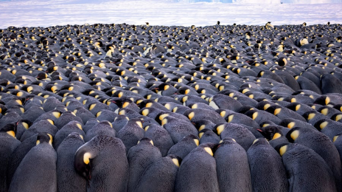   Giải thưởng cho loạt ảnh: thuộc về nhiếp ảnh gia người Đức Stefan Christmann.  Đây là một trong những bức ảnh ghi lại cảnh 5000 con cánh cụt đực đang đứng co ro trước gió trên biển băng ở vịnh Atka,  Bắc Cực    