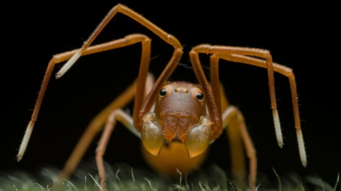   Giải Chân dung động vật. Một con nhện cua đang giả dạng trà trộn vào tổ kiến ở tây Bengal, Ấn Độ. Con nhện này sẽ tìm cách ăn thịt các cư dân tổ kiến. Ảnh của Ripan Biswas.  