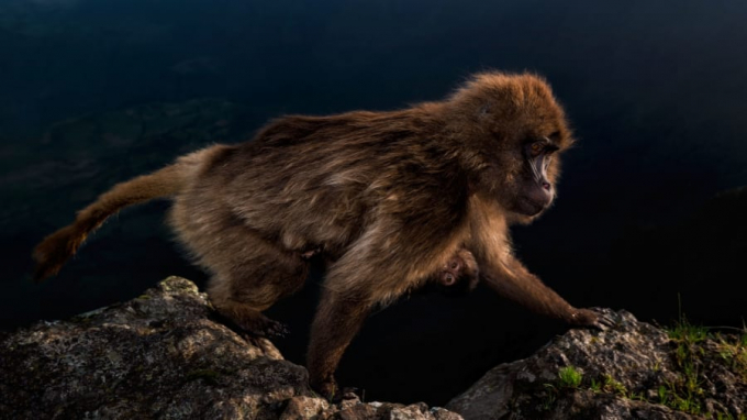 Giải thưởng cho độ tuổi 15-17: Cậu thiếu niên Ý Riccardo Marchgiani tìm thấy con khỉ cái gelada này, đang đeo con trước bụng trèo qua một vách đá trong Công viên Quốc gia Simien của Ethiopia.