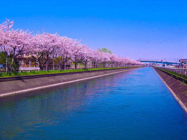 Tonegawa, con sông cấp nước chính cho Tokyo