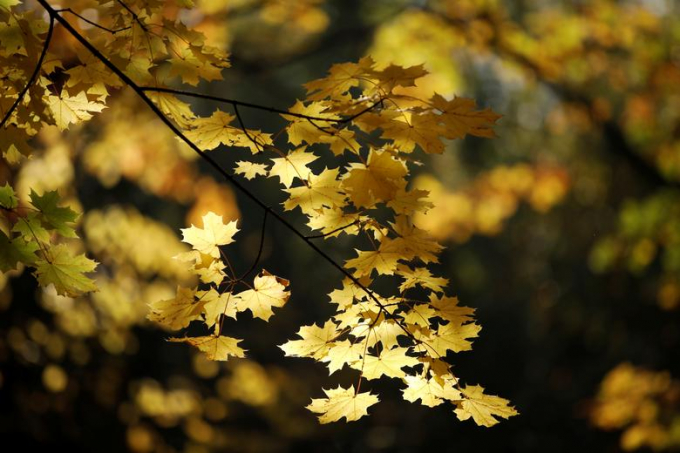 Tán lá phong vàng trong ánh nắng thu ở công viên Powsin/Kacper Pempel
