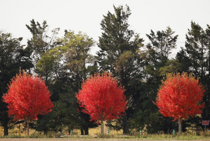 2 cây phong đỏ ở vùng ngoại ô Cantin, phía Bắc nước Pháp/Pascal Rossignol