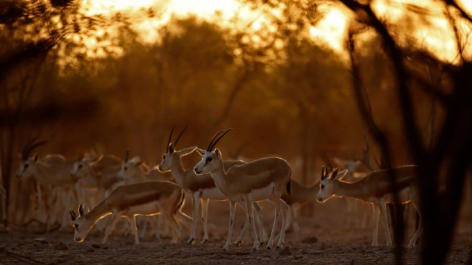 Đảo Sir Bani Yas có hơn 10,000 loài động vật sinh sống trong công viên hoang dã Ả Rập. Trong hình là loài linh dương sa mạc. 