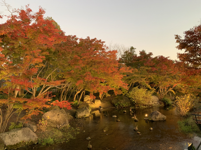   Năm nay do mùa đông đến muộn, lá đỏ ở công viên rụng chậm hơn so với mọi năm. Du khách có thể vừa thưởng thức ánh sáng, vừa chiêm ngưỡng cảnh sắc của mùa lá đỏ lá vàng nổi tiếng nước Nhật.   