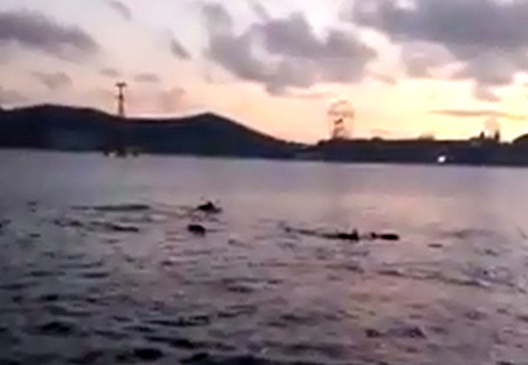 Cá heo nhảy múa trên vịnh Nha Trang/ Ảnh từ clip