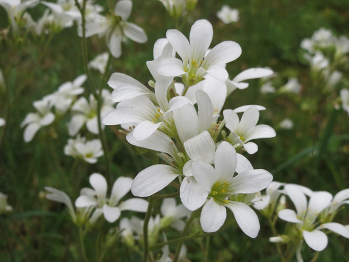 Loài hoa mang tên Blanca