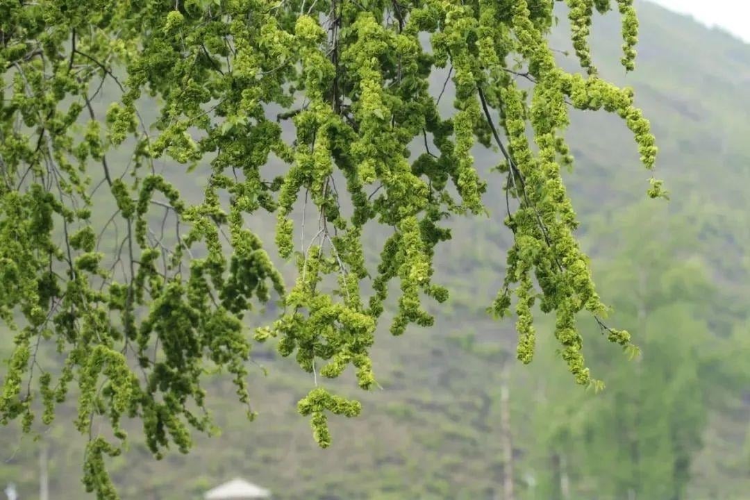 du-cay-canh-nguoi-xua-t2-1720643 (1)