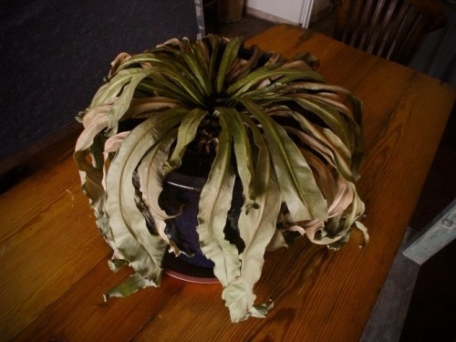 6 dấu hiệu nhận biết ngôi nhà nặng âm khí, càng ở càng mệt mỏi