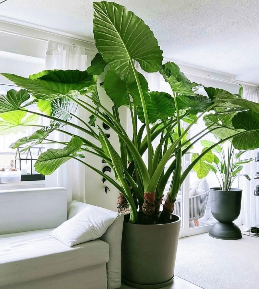 4 dấu hiệu nhận biết ngôi nhà có PHÚC LỘC, vượng vận đến 3 đời