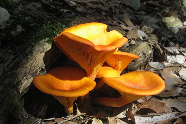 4 thực phẩm chứa nhiều ký sinh trùng nhất, nước sôi có khi còn không diệt nổi, nhiều người vẫn vô tư ăn