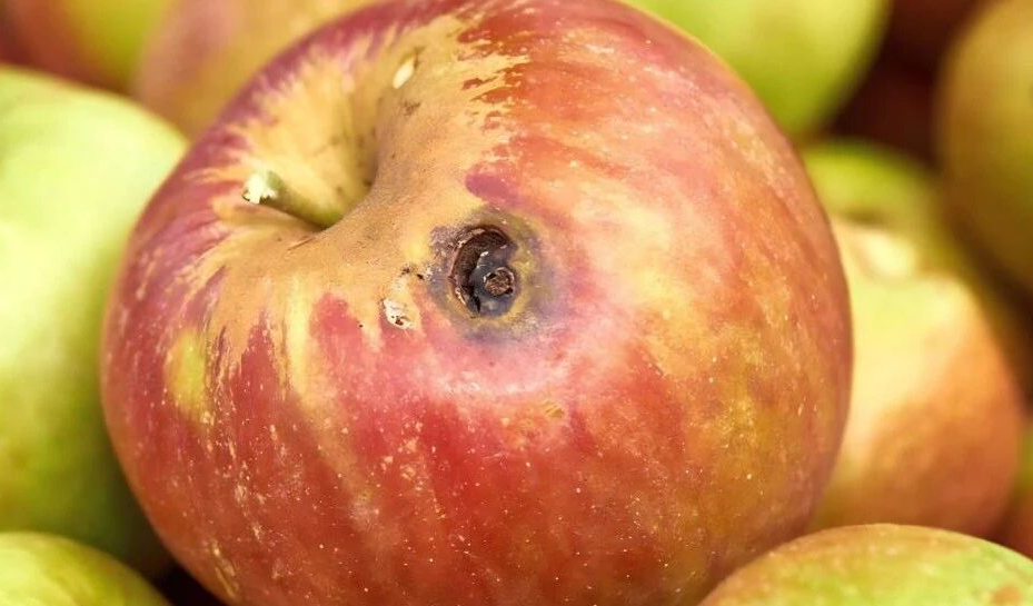 2 vợ chồng cùng lúc phát hiện ung thư gan, mở tủ lạnh ra bác sĩ hốt hoảng nói: