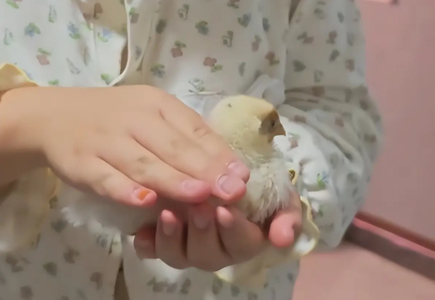 Cậu bé tình cờ có được một chú gà con và đã nuôi nó như thú cưng (Ảnh: Sohu)