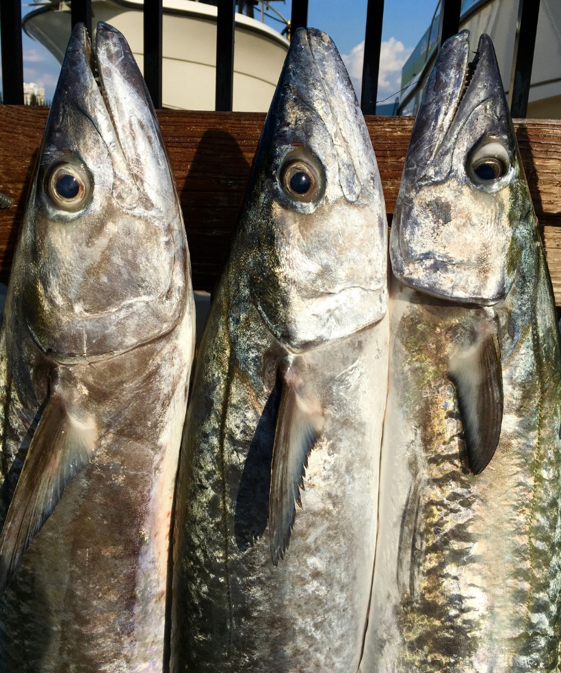 5 loại cá tích tụ thủy ngân nhiều bậc nhất