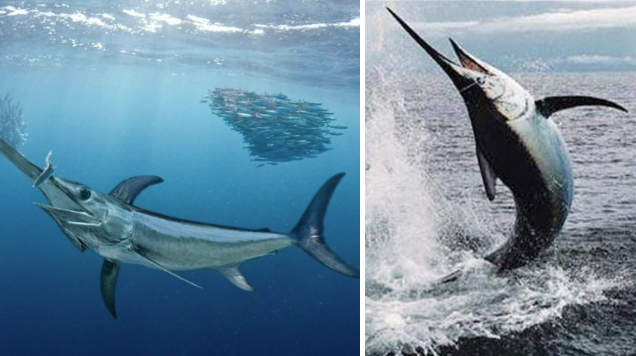 5 loại cá tích tụ thủy ngân nhiều bậc nhất