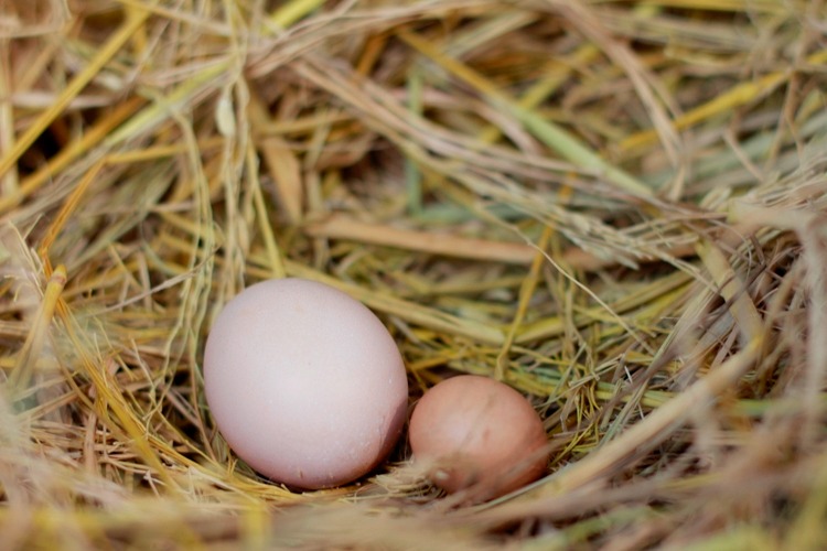 Mua trứng: Nên chọn quả to hay quả nhỏ? Người chăn nuôi tiết lộ đáp án