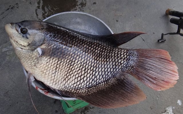 Mẹo xương máu phân biệt cá tươi và cá ươn, người bán 