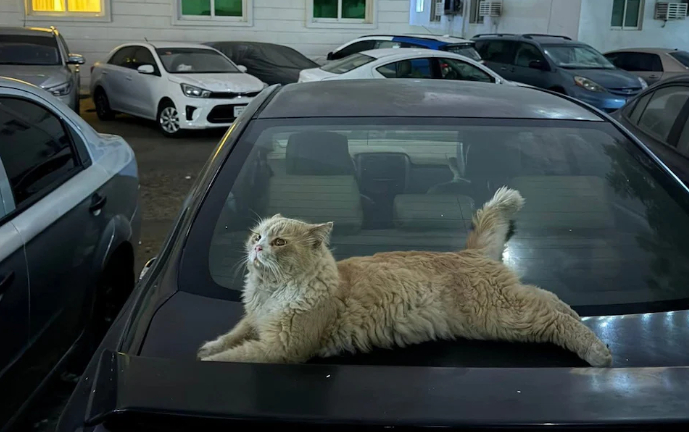 Chó mèo bị bỏ rơi tràn ngập đường phố Dubai khi người nước ngoài tháo chạy trong hoảng loạn