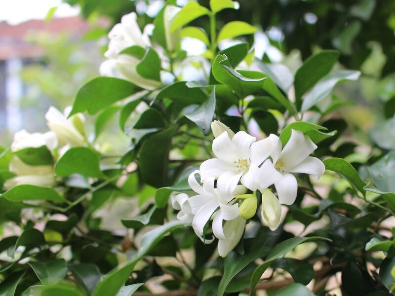 3 loài hoa dễ trồng, chạm đất là sống: Vài năm sau thân còn hóa gỗ, dáng đẹp như bonsai tiền triệu