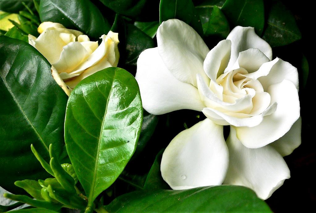 3 loài hoa dễ trồng, chạm đất là sống: Vài năm sau thân còn hóa gỗ, dáng đẹp như bonsai tiền triệu